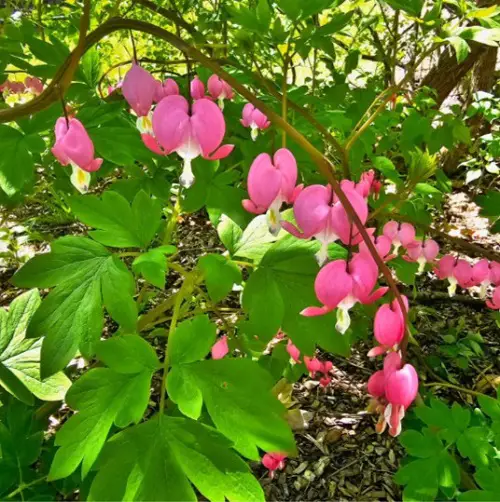 Bleeding Heart Flower Meaning and Facts