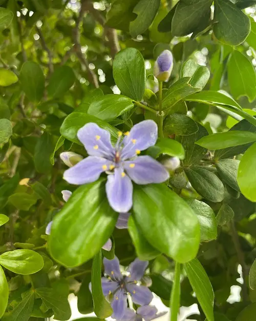 lovely gorgeous Jamaican plants