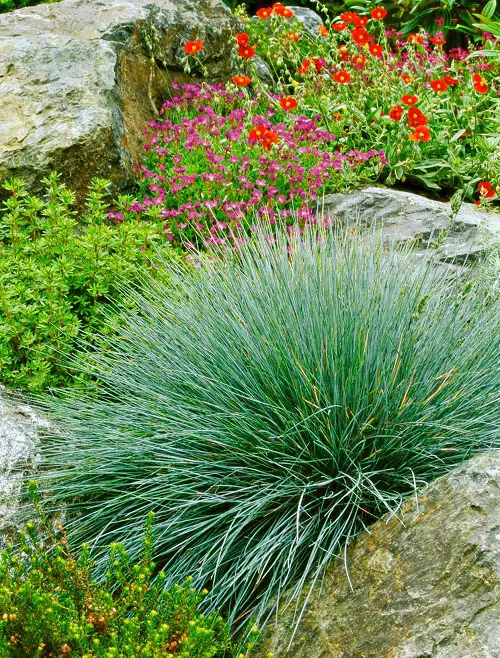 top Spiky Plants To Spice Up Your Garden
