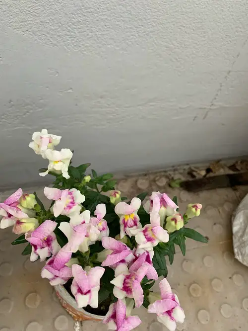 best Flowers Symbolising Absolution