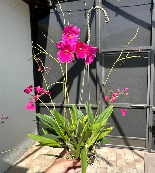 Plants from Jamaica