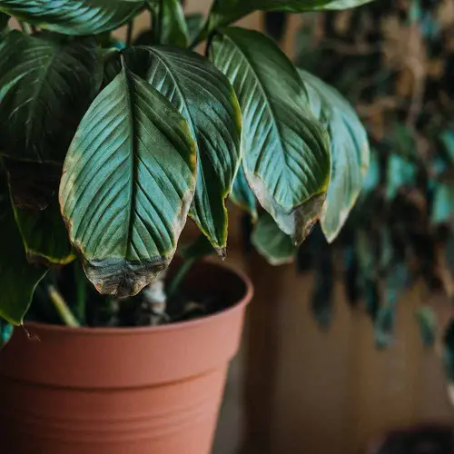 Indoor Plant Leaves Turning Black Reason Lack of Humidity