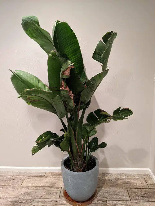 Brown Edges / Tips