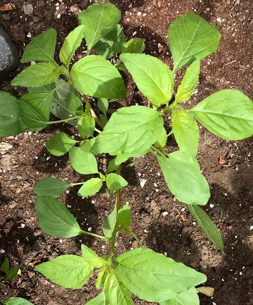 top lovely Jamaican plants