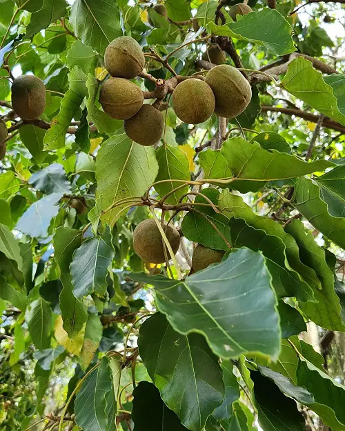 lovely Fruits That Start With C 7