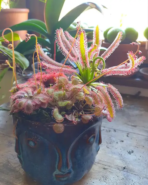 Octopus Plant