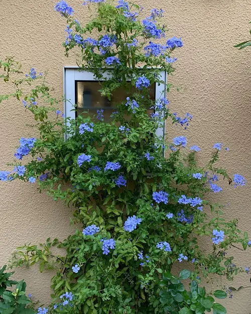 Shrubs that Climb like a Vine 2