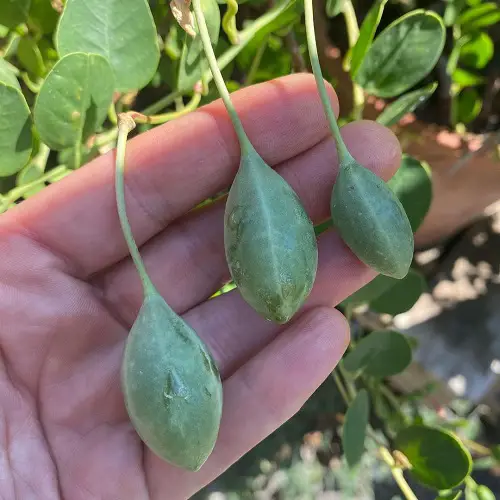 caper Fruits That Start With C