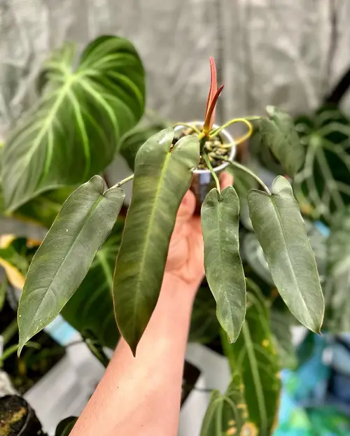 Philodendron atabapoense Care