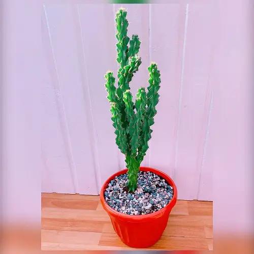 amazing Plants from Jamaica