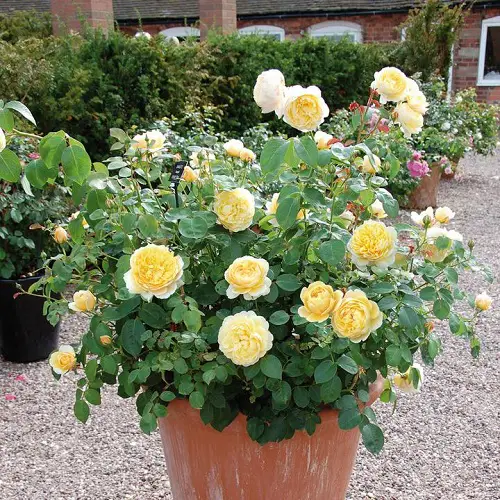 Varieties of Yellow Roses