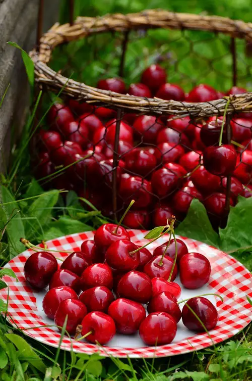 S named fruit 18