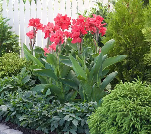 best Tall Canna Lily Varieties