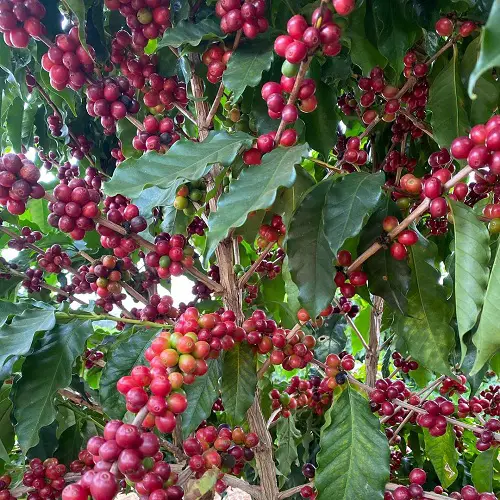 Plants from Jamaica