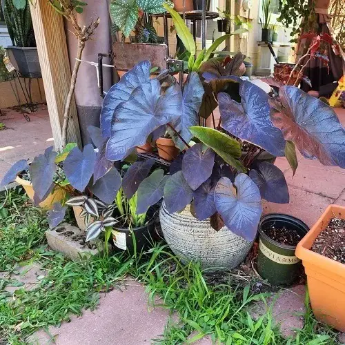 beautiful Black Plants & Flowers to Make a Statement in Your Yard 
