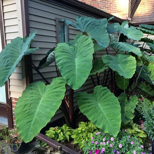 Plants from Jamaica 
