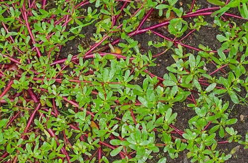 red stem plants in yard