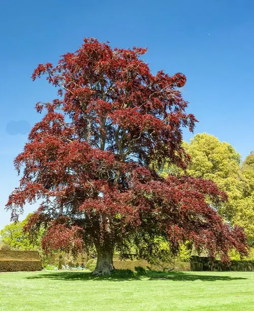 Lovely Trees Can Help Lower Pollution