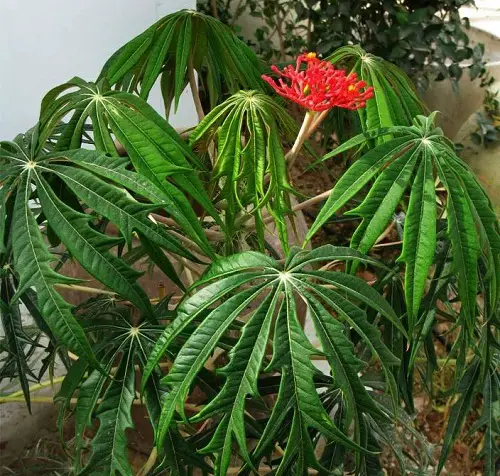 beautiful Plants from Jamaica