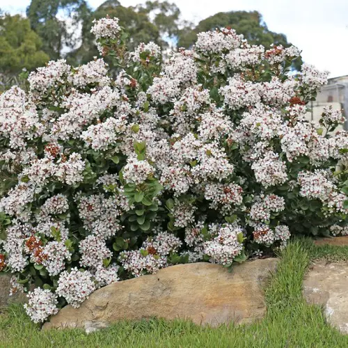 Best varieties of Indian Hawthorn 5