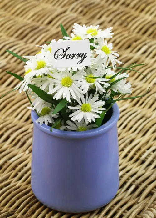 beautiful Flowers That Mean Forgiveness in pot