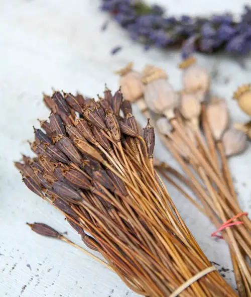 Dry and Preserve The Blooms