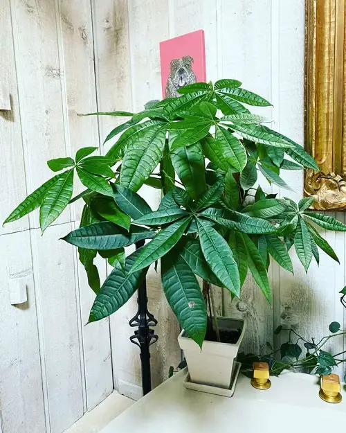 Plants with 5 Leaves Per Stem indoor