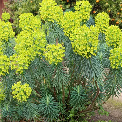 lovely Spiky Plants To Spice Up Your Garden