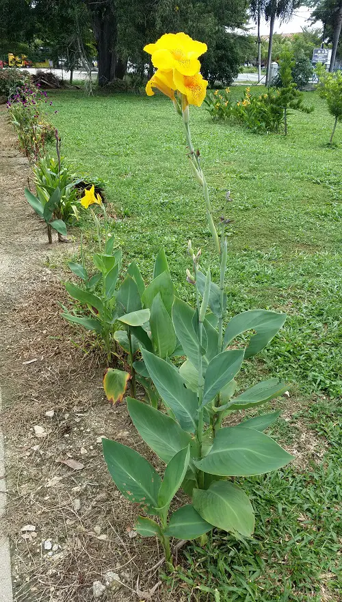Tall Canna Lily Varieties 3