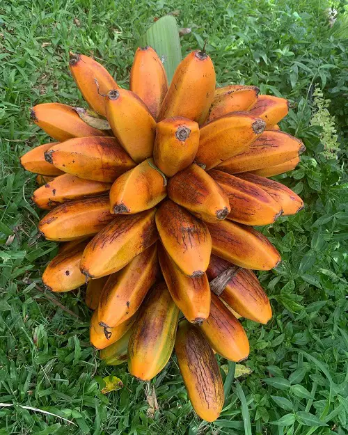 Fruits With The Beginning Of F