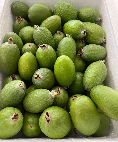 best Fruits With The Letter F