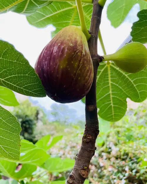 Fruits That Start With F 2