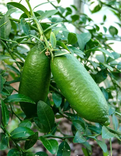 beautiful Fruits That Start With F 5