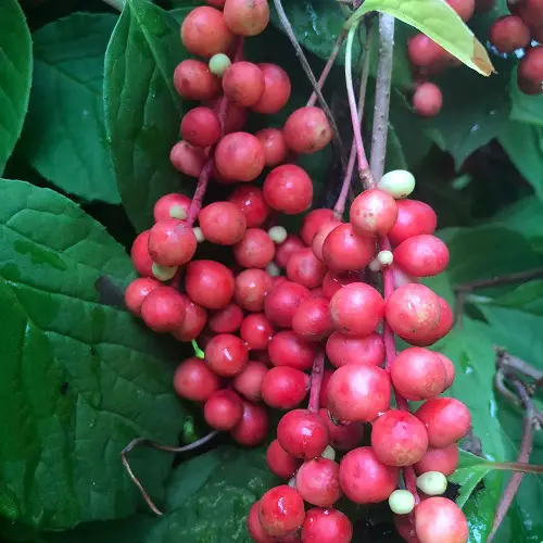 top Fruits That Start With F 8