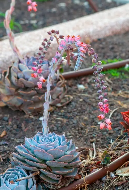 Succulents Featuring Pink Blooms