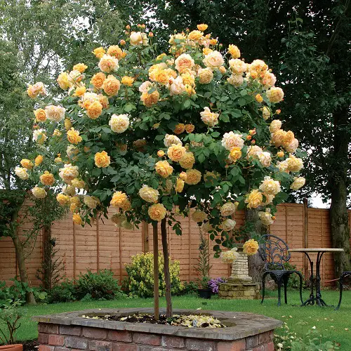 Different Yellow Rose Varieties2