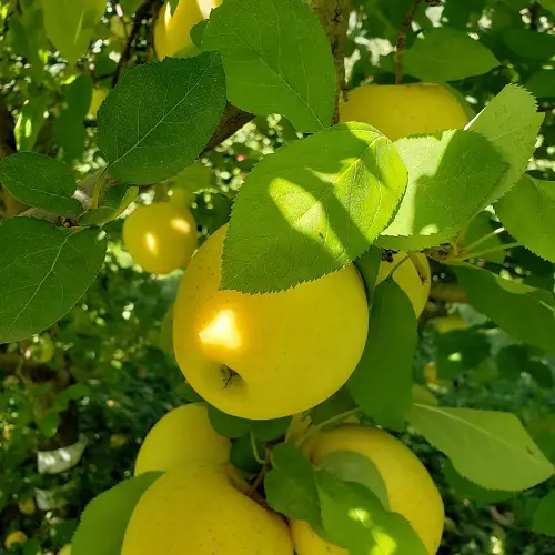Varieties of Yellow Apples for the Yard