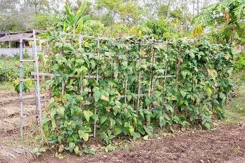lentis Best Companion Vegetables Plants for Eggplants