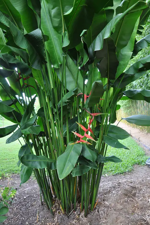 top wonderful Jamaican plants 