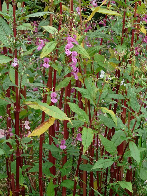 red stem plants