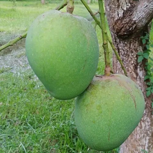 Fruits That Start With H 11