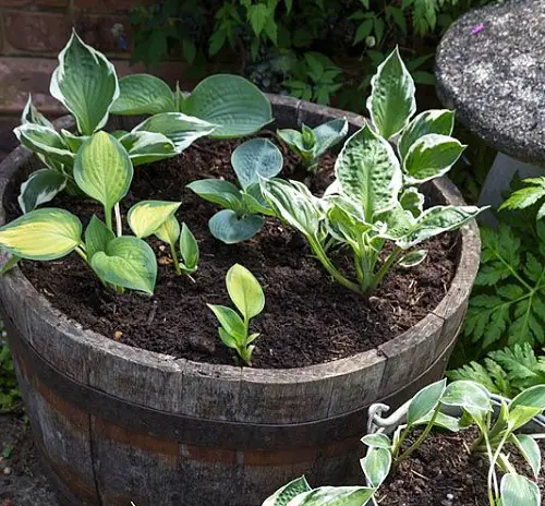 Perennial Planter