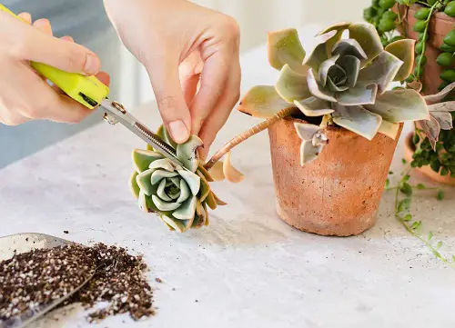 What To Do With a Succulent Flower Stalk