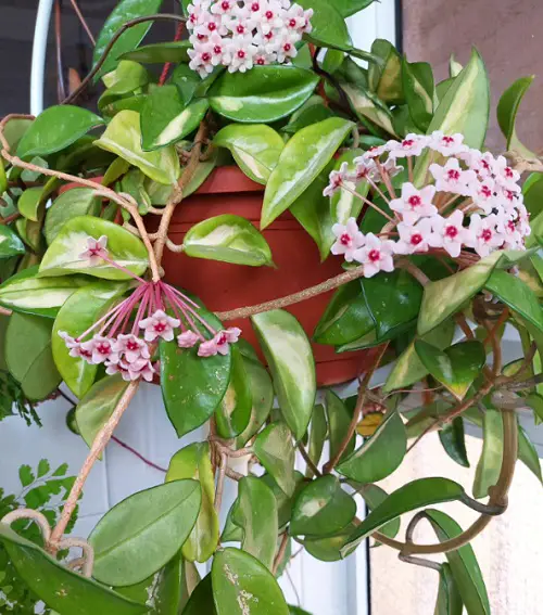 Gorgeous Trailing Flowers for Baskets on Hangings