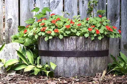 Whiskey Barrel Planters For Shade Loving Plants