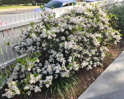 Best Indian Hawthorn Varieties 6