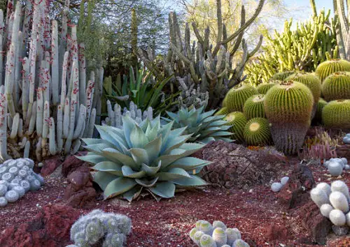 Is Agave a Cactus 2
