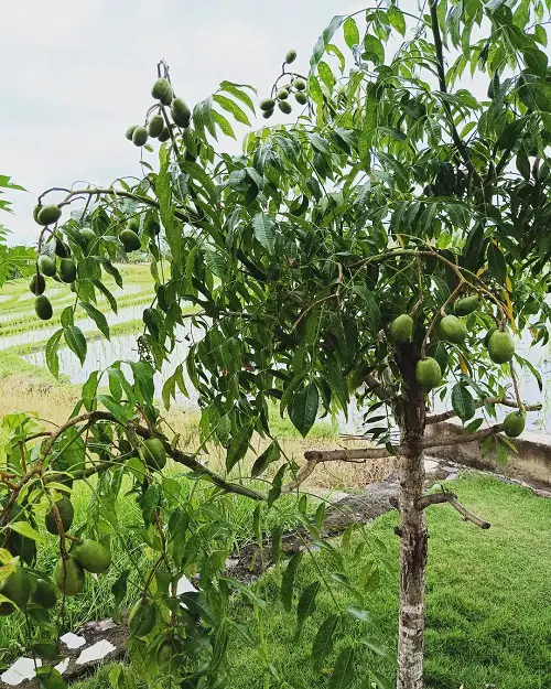 best lovely Jamaican plants in the backyard