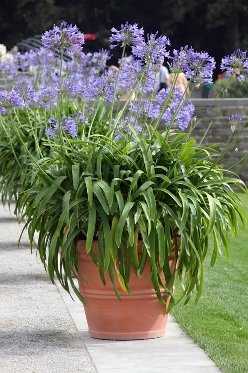 Requirements for Growing Lily of the Nile