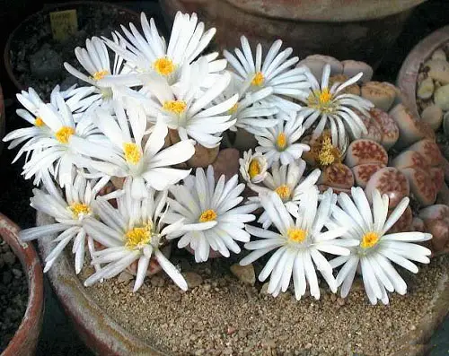 Beautiful Succulents Featuring White Flowers